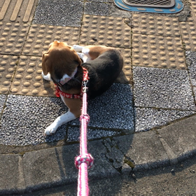まろんちゃんの優しさは、お姉ちゃんには嬉しくない(つ﹏⊂)の画像