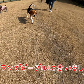 久しぶりのドッグラン(◍˃ ᵕ ˂◍)の画像