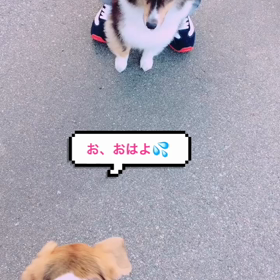 楽しいわん(*´∀`)♪の画像