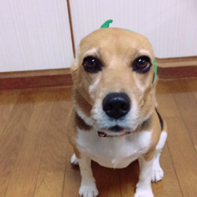2018年Amebaおみくじの画像