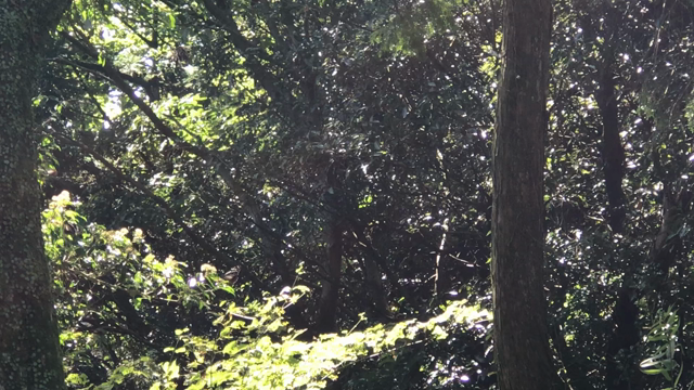 10/6 報告！たまいろ神社ツアー若杉山登山、太祖宮！の記事動画