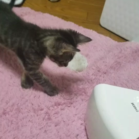 ☆里親募集中☆のサムネイル画像