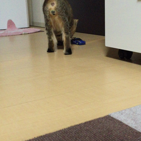 猫とラジコンの画像
