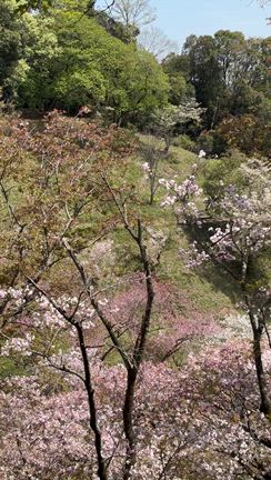 春の野山への記事動画