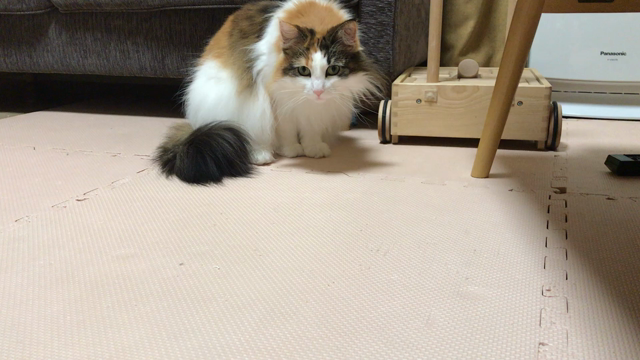 7歳のうちにの記事動画
