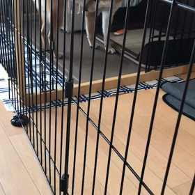 柴犬の遠吠えの画像