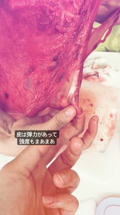 【スペイン出産記録】胎盤、フリーズドライ化★の記事動画