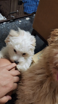マルプーちゃんの仔犬ちやんのその後！！の記事動画