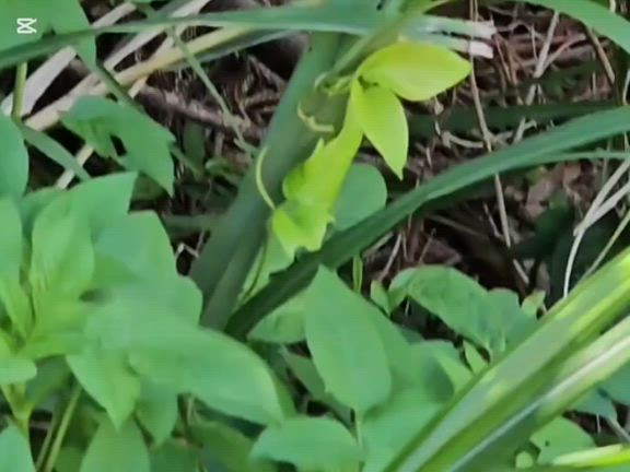 ゴールデンウィーク中1日だけ行けた沖縄北部で野生の猪？猪豚？に遭遇の記事動画