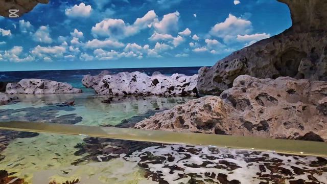 DMMかりゆし水族館の生き物たちの記事動画