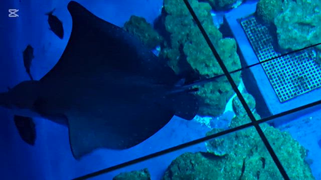 DMMかりゆし水族館の生き物たちの記事動画