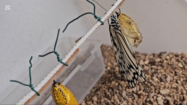 うちから旅立ったオオゴマダラ(蝶々)　　今年は虹色だの金色だの幸運色がついて回るあたすです♡の記事動画