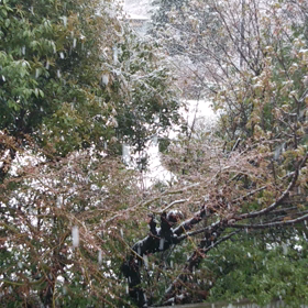 春の雪の画像