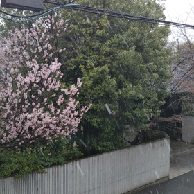 雪が……の画像