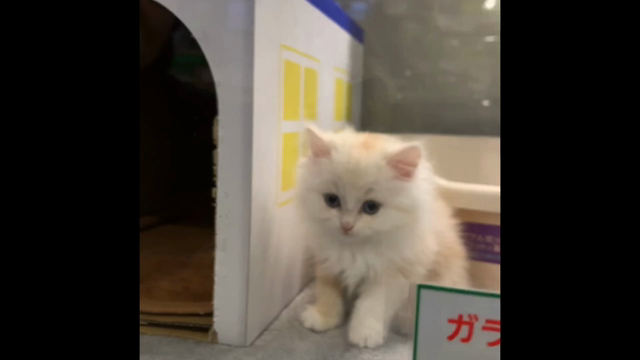 1歳の誕生日だよ！！おめでとう♡大好きなシンバの記事動画