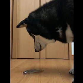 凶悪生物との遭遇？？の画像