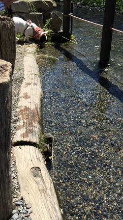 フィラリアのお薬and大王わさび農場の記事動画