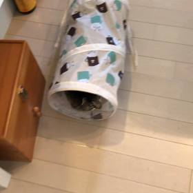 ねこのきもち付録の画像