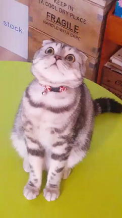 ねこのおてての記事動画