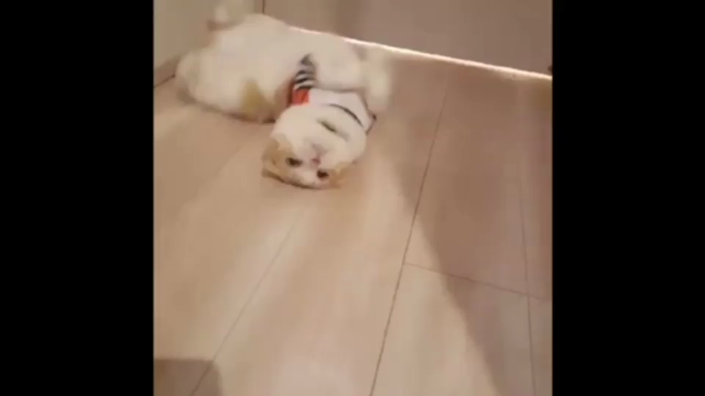 大好きなチーズトースト♡の記事動画