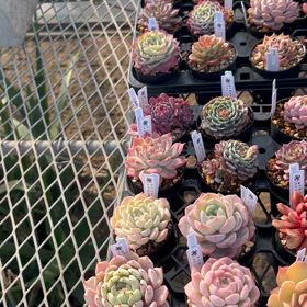 イクプランツさんに苗の納品への画像