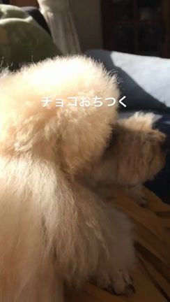 明けましておめでとうございます♫の記事動画