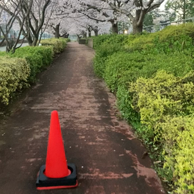 桜のトンネルの画像
