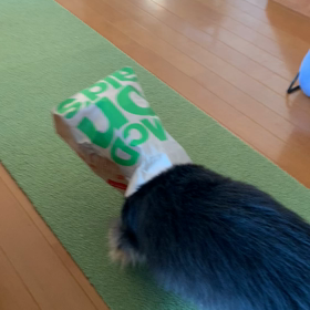 タロウはマックが好きの画像