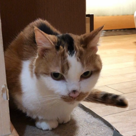 GMの画像