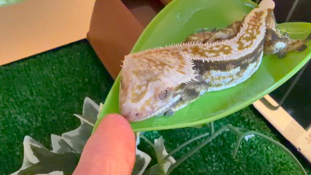 神楽くん19 ちょっと嬉しいの記事動画