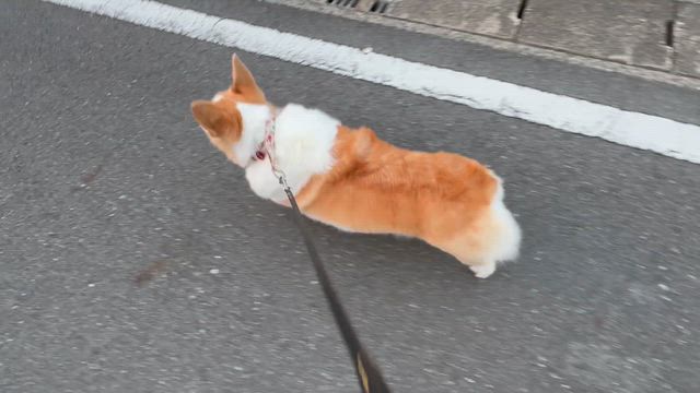 今朝のあんず散歩♡富士山の記事動画