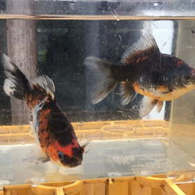 『朱文和金』。の画像