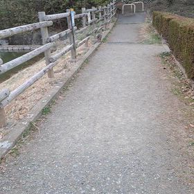 今日も野良ニャンコの画像