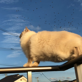 【動画】鳥とトキの画像