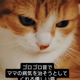 2025/04/06の画像