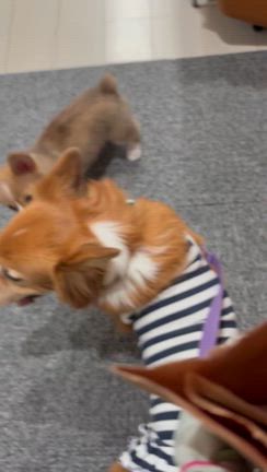 初めましてみるくちゃん♡の記事動画