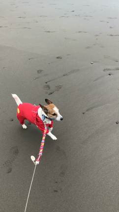 犬旅2018ฅ▼•ᴥ•▼ฅ その2の記事動画