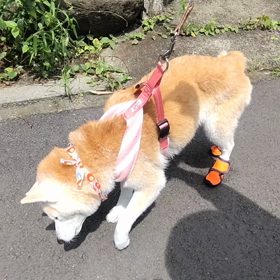 願い叶う☆の画像