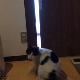 野良侵入の画像