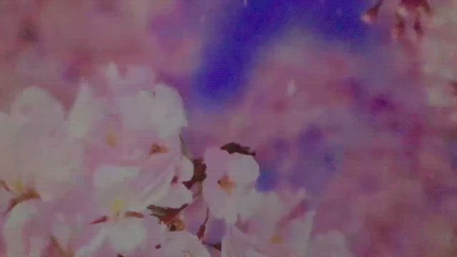今日の１枚　４月７日ソードの５ ＆ 2025年 東京で見る桜 ⑤ 有楽町 プラネタリウムでお花見の記事動画