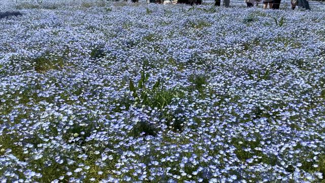 今日の１枚　５月13日 ペンタクルの９ ＆ 娘の好きな花畑 ②の記事動画