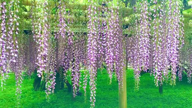 今日の１枚　５月１日 戦車 ＆ 平等院 ② 見納めの藤の花の記事動画