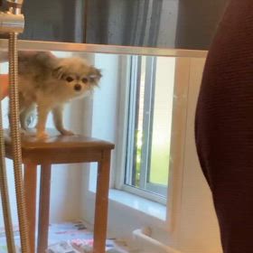 愛犬の画像