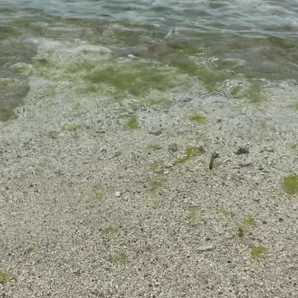 最後のブレスの記事動画