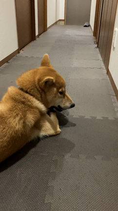 かまって欲しくてつい。。。犬ごころの記事動画