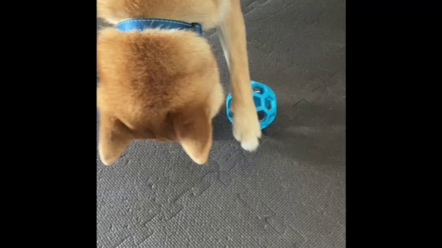 たろう、1歳1ヶ月になりましたの記事動画