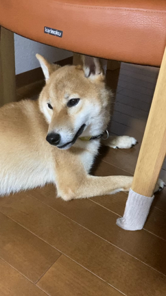 親バカ炸裂の記事動画