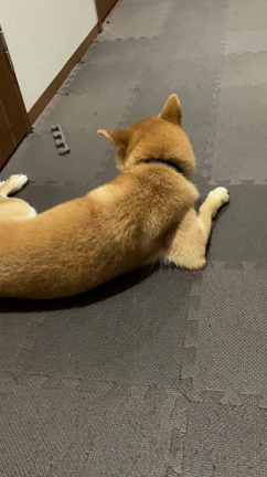 かまって欲しくてつい。。。犬ごころの記事動画