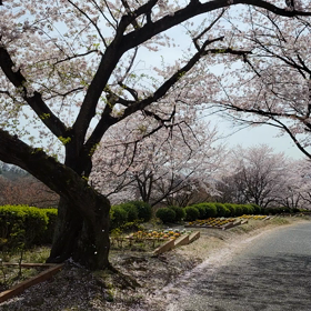 桜吹雪の画像