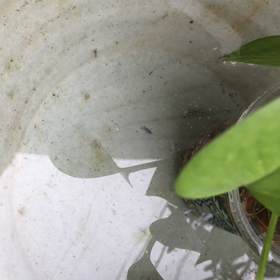 睡蓮鉢(強風)の画像